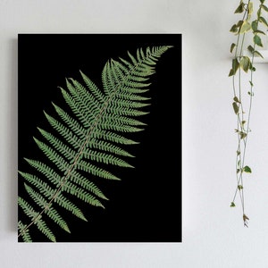 Pressed Fern Print - Lady Fern with Black Background - Pacific Northwest Art - Black Botanical Print - Fern Frond Print - Fern Photography