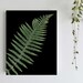 see more listings in the Black Botanical Prints section