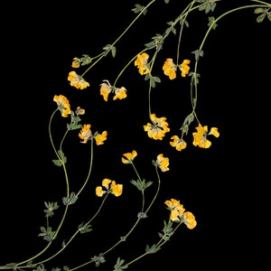 Peut inclure: Une collection de fleurs jaunes s&eacute;ch&eacute;es avec des tiges vertes dispos&eacute;es en un motif incurv&eacute; sur un fond noir.
