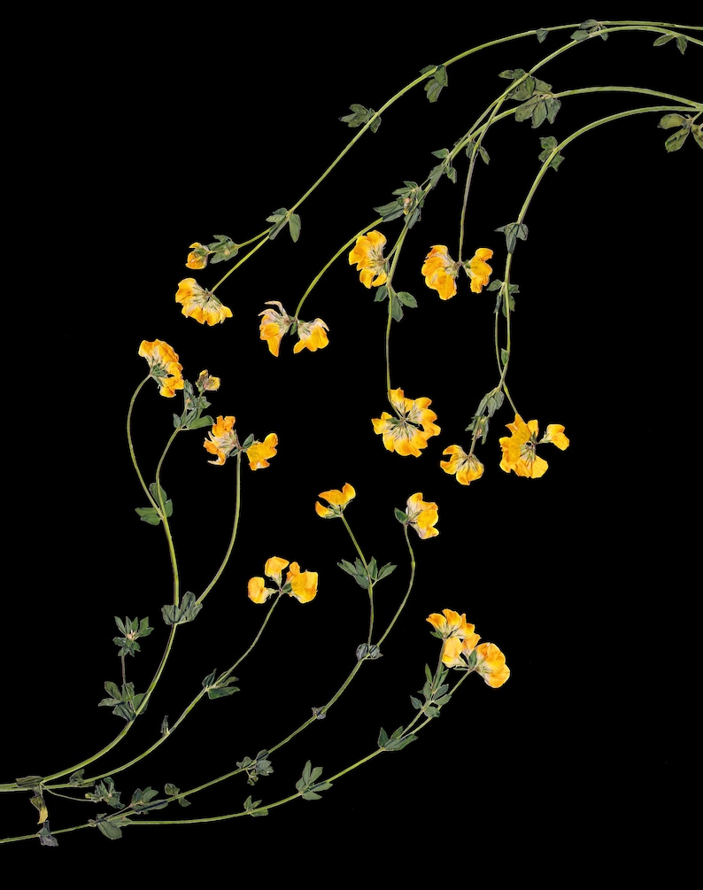 Peut inclure: Une collection de fleurs jaunes s&eacute;ch&eacute;es avec des tiges vertes dispos&eacute;es en un motif incurv&eacute; sur un fond noir.