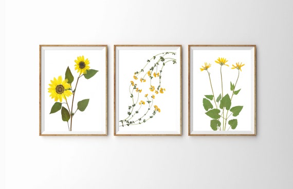 Yellow Flower Print Set: Pressed Botanical Art, Sunflower, Arnica, Lotus