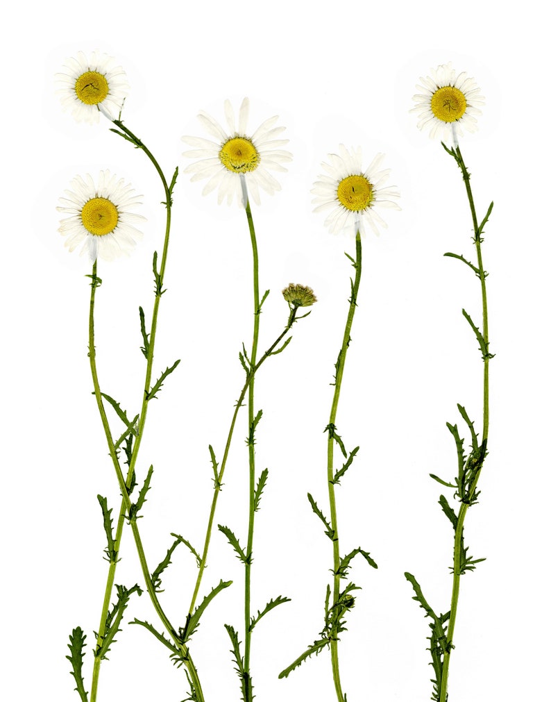 Daisy Print Set Pressed Flower Print Daisies Botanical Wall Art Set of 3 5X7 8X10 11X14 image 3