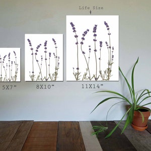 Arte de pared con estampado de lavanda Impresión botánica de flores prensadas Decoración de lavanda Regalo de lavanda imagen 6