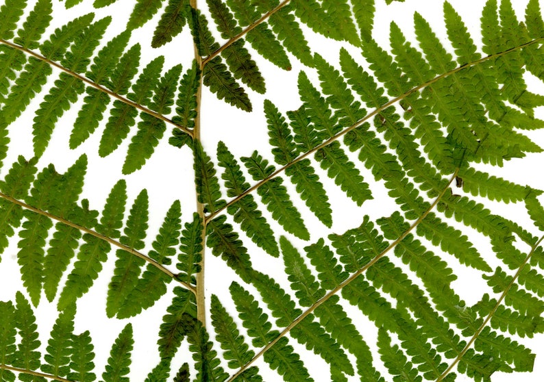 Fern Print Pressed Fern Art Pacific Northwest Decor Botanical Art Print Minimalist Wall Art 5X7, 8X10 or 11X14 Unframed image 4