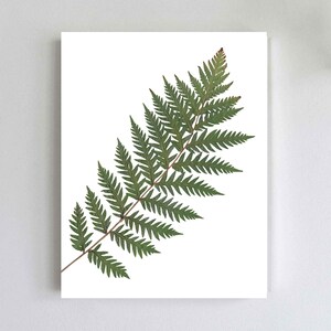 Pressed Fern Botanical Print - California Fern - Pacific Northwest Art - Fern Poster - Nature Art Print - Unframed 5X7, 8X10, 11X14, 16X20