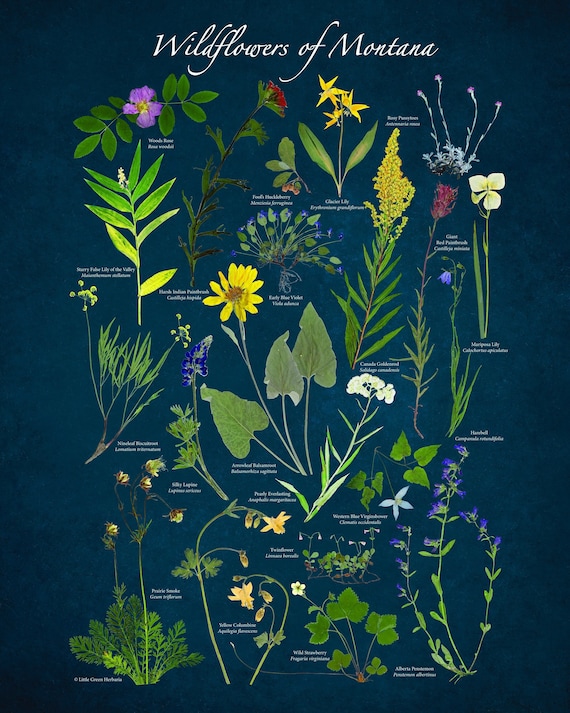 Montana Wildflowers Art Print: Native Species Herbarium Poster (16x20 Unframed)