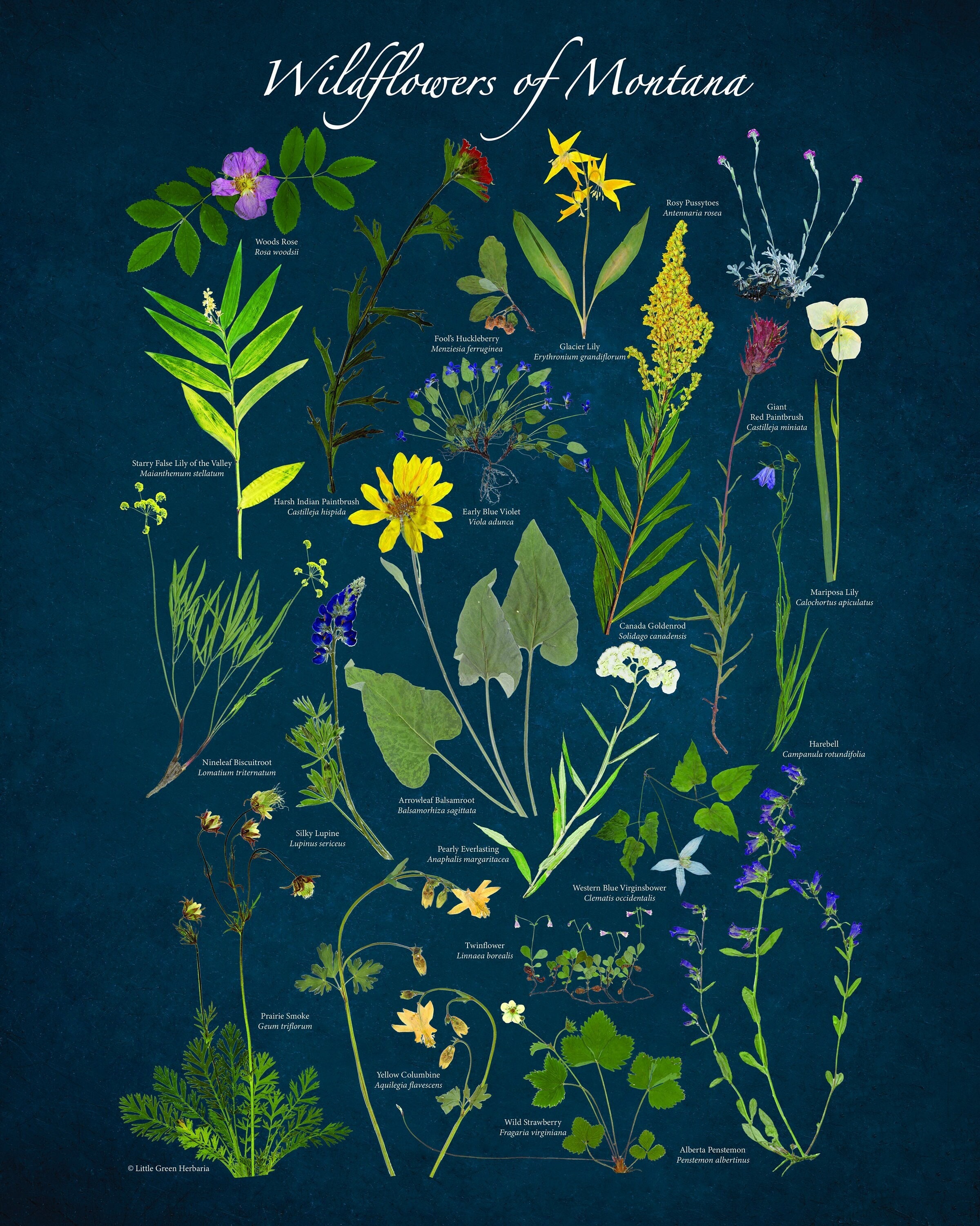 Printify Native Wildflowers North America, Native Plants T-Shirt, Wildflower Botanical Chart Hand-Drawn Flower Conservation Naturalist Gardener Gift Light Blue