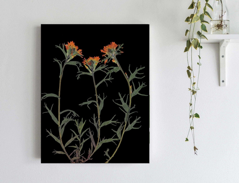 Indian Paintbrush Print Pressed Flower with Black Background 5X7, 8X10, 11X14 or 16X20 Dark Floral Wall Art Glacier Park Montana image 1