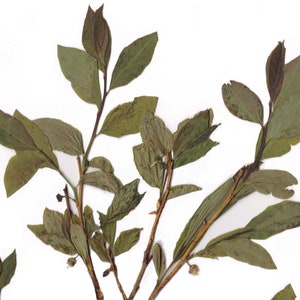 May include: Close-up of pressed plant specimens with green and brown leaves and stems. The leaves have a slightly faded appearance, and the stems are thin and branching. The background is plain white.