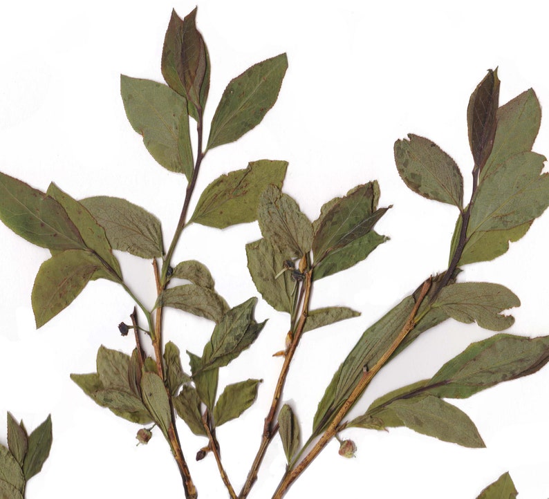 May include: Close-up of pressed plant specimens with green and brown leaves and stems. The leaves have a slightly faded appearance, and the stems are thin and branching. The background is plain white.