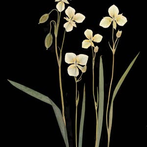 Set of 6 Black Botanical Prints Pressed Flowers with Black Backgrounds 5X7, 8X10 or 11X14 Modern Wall Art Dark Floral Print Set image 4