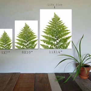 Fern Print Pressed Fern Art Pacific Northwest Decor Botanical Art Print Minimalist Wall Art 5X7, 8X10 or 11X14 Unframed image 5