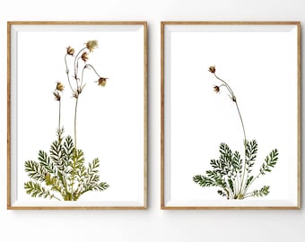 Pressed Flower Botanical Print Set - Prairie Smoke Wildflower Art - Geum Triflorum Flower Prints in 5X7, 8X10 or 11X14 Sizes