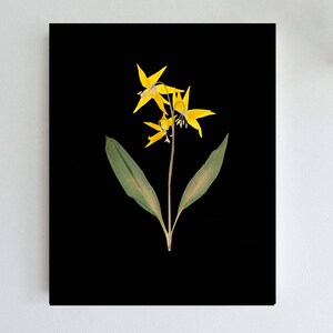 Glacier Lily Botanical Print with Black Background Yellow Lily on Black Pressed Flower Art image 2