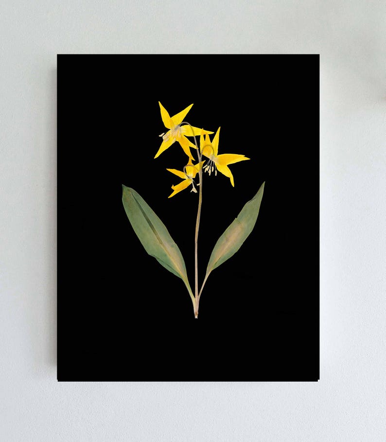 Glacier Lily Botanical Print with Black Background Yellow Lily on Black Pressed Flower Art image 2