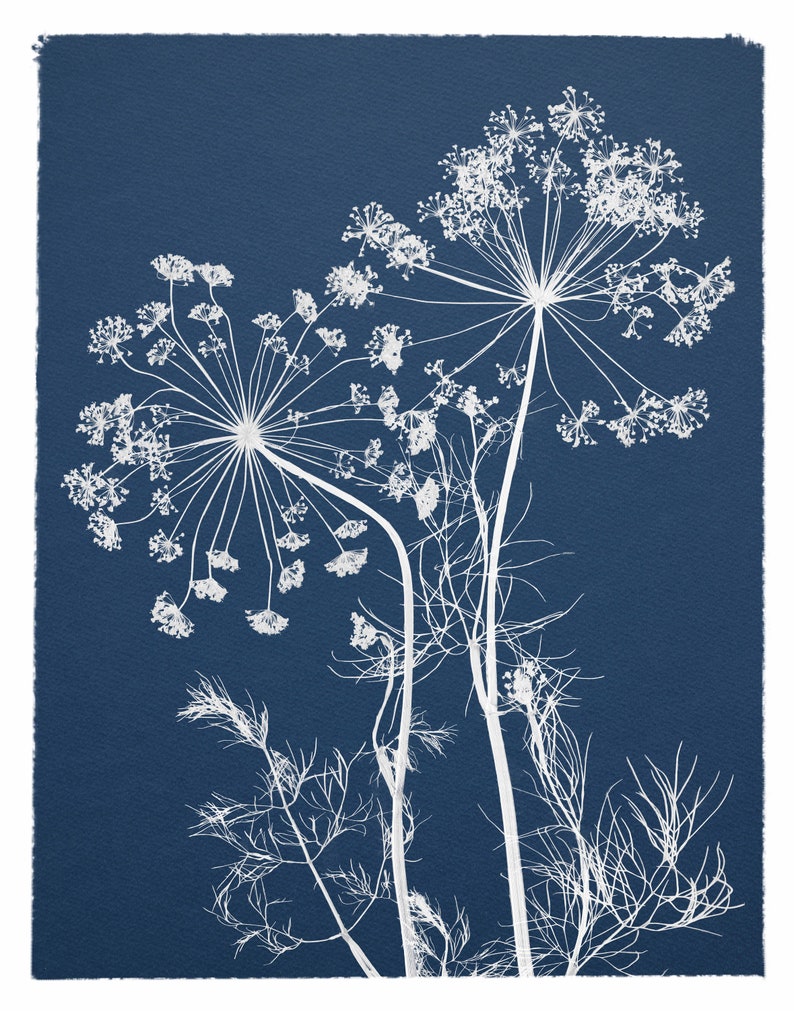 Flowers Cyanotype Botanical Print Pressed Herb Print Pressed Flower on Blue Background Blue and White Wall Art Print image 2