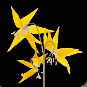 Glacier Lily Botanical Print with Black Background Yellow Lily on Black Pressed Flower Art image 6