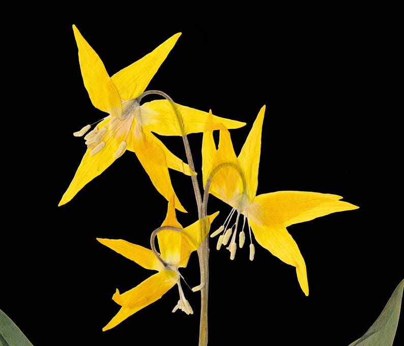 Glacier Lily Botanical Print with Black Background Yellow Lily on Black Pressed Flower Art image 6