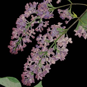 May include: A close-up of a lilac flower branch with delicate purple blooms and green stems. The flowers are arranged in clusters and have a soft, ethereal appearance.
