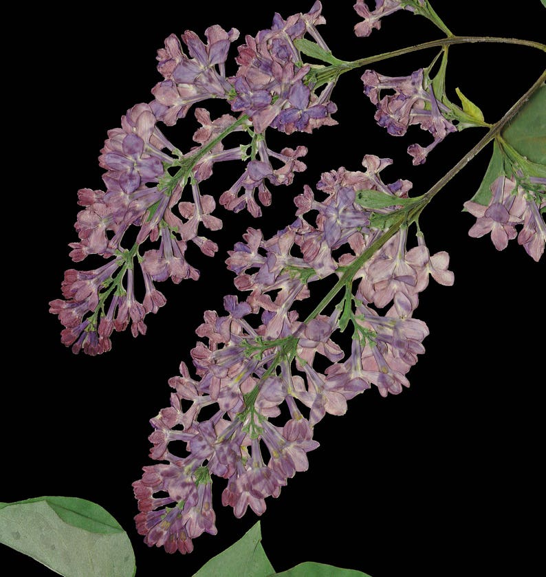 May include: A close-up of a lilac flower branch with delicate purple blooms and green stems. The flowers are arranged in clusters and have a soft, ethereal appearance.