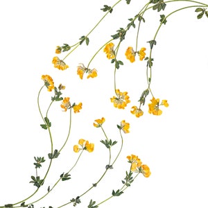 Puede incluir: Un grupo de flores silvestres amarillas con tallos verdes dispuestos en forma de curva sobre un fondo blanco.