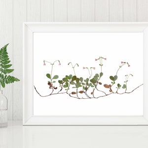 Twinflower Print Pressed Flower Art Minimalist Botanical Print Twin Nursery Decor Twin Flower Unframed Fine Art Print image 1