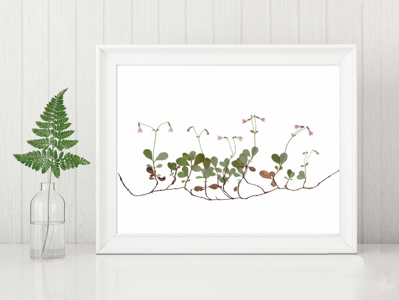 Twinflower Print Pressed Flower Art Minimalist Botanical Print Twin Nursery Decor Twin Flower Unframed Fine Art Print image 1