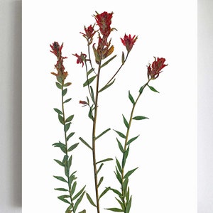 Red Indian Paintbrush Pressed Flowers Botanical Print Herbarium Plant Art of Castilleja miniata Botany Decor image 2