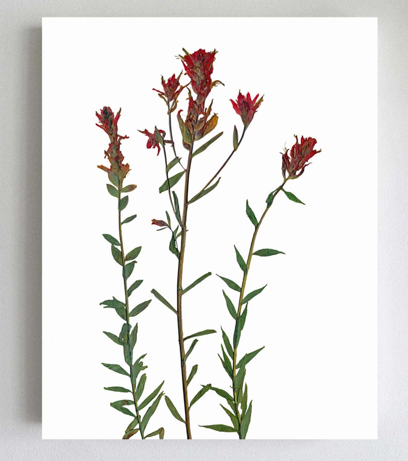 Red Indian Paintbrush Pressed Flowers Botanical Print Herbarium Plant Art of Castilleja miniata Botany Decor image 2