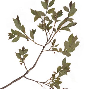 May include: A dried botanical specimen featuring a slender, brown branch with multiple offshoots. The branch is adorned with small, oval-shaped green leaves and tiny, reddish-brown berries, all set against a clean white background.