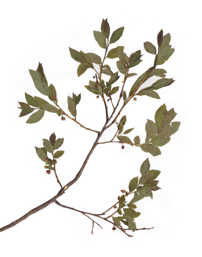 May include: A dried botanical specimen featuring a slender, brown branch with multiple offshoots. The branch is adorned with small, oval-shaped green leaves and tiny, reddish-brown berries, all set against a clean white background.