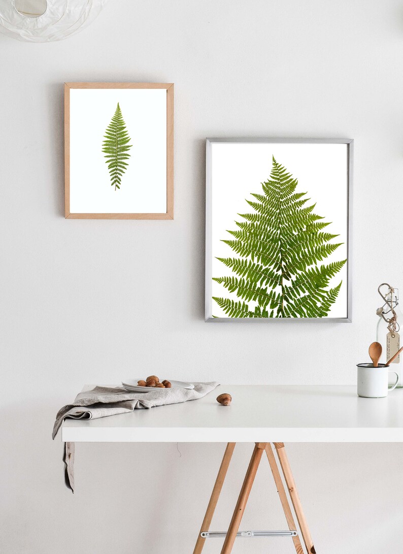 Fern Print Pressed Fern Art Pacific Northwest Decor Botanical Art Print Minimalist Wall Art 5X7, 8X10 or 11X14 Unframed image 6