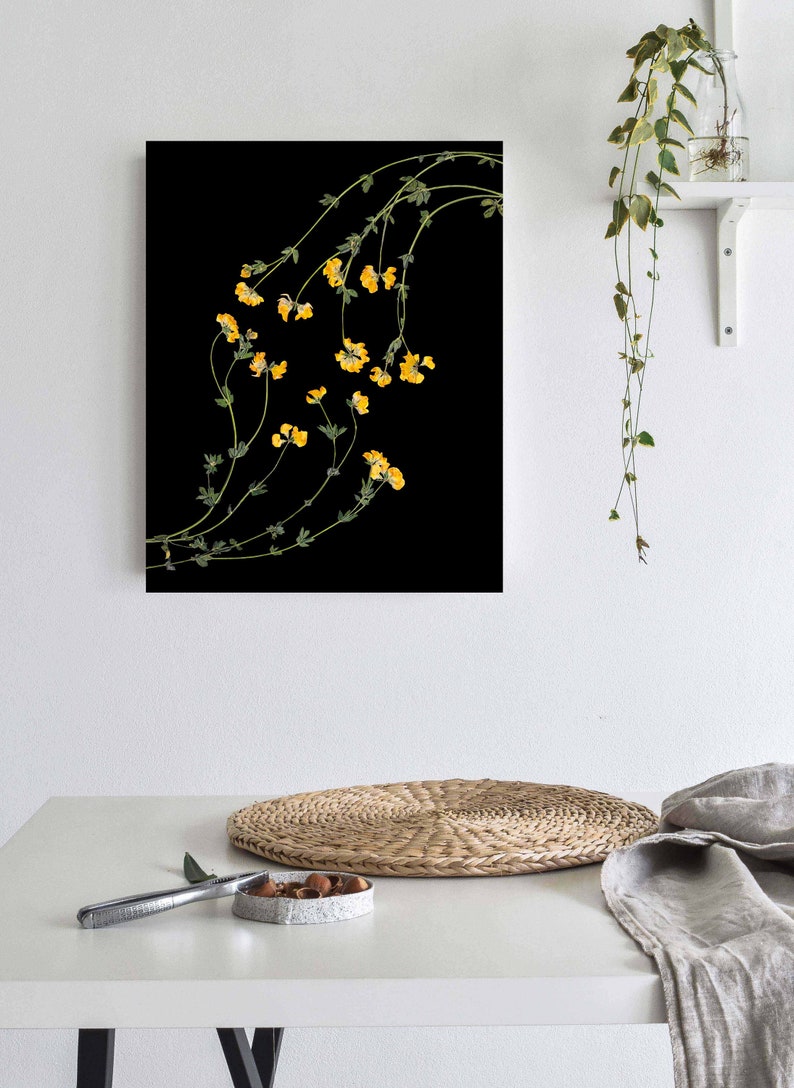 Peut inclure: Une photographie en noir et blanc de fleurs jaunes sur fond noir. Les fleurs sont dispos&eacute;es en ligne courbe, cr&eacute;ant une forme fluide et organique.