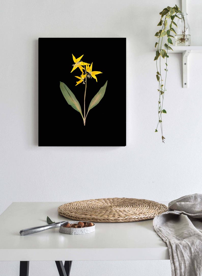 Glacier Lily Botanical Print with Black Background Yellow Lily on Black Pressed Flower Art image 1