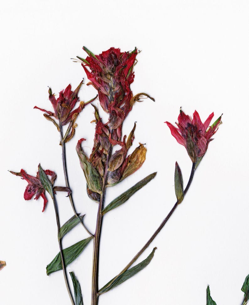 Red Indian Paintbrush Pressed Flowers Botanical Print Herbarium Plant Art of Castilleja miniata Botany Decor image 4