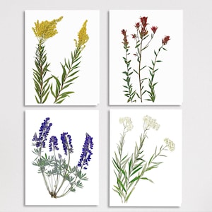 Juego de 4 tarjetas con flores silvestres de las Montañas Rocosas: pincel, lupino y vara de oro. Regalo para mamá, regalo para maestra, flores prensadas nativas.
