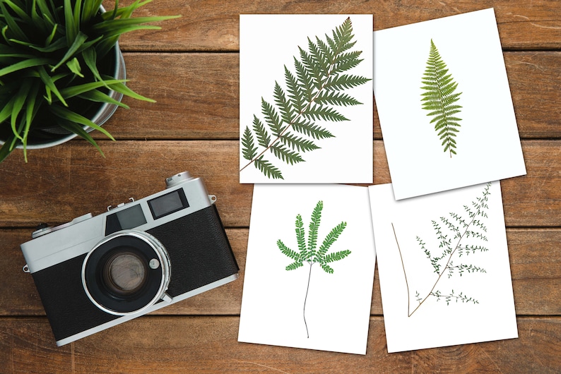 Ferns of California Gift Card Set Pressed Fern Greeting Cards Blank Inside California Nature Card Gift Set of Notecards CA Gift image 1