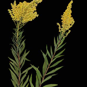 Impresión botánica de vara de oro prensada con fondo negro Estampado floral oscuro Flores negras Tamaños 5X7, 8X10 o 11X14 Impresión de arte sin marco imagen 2