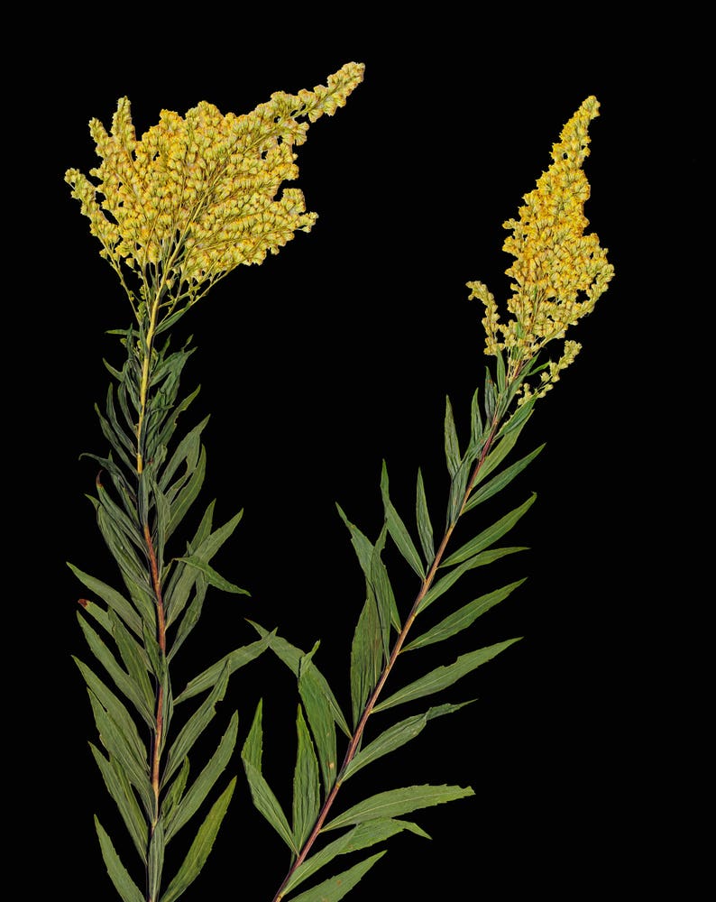 Pressed Goldenrod Botanical Print with Black Background Dark Floral Print Black Florals 5X7, 8X10 or 11X14 Sizes Unframed Art Print image 2