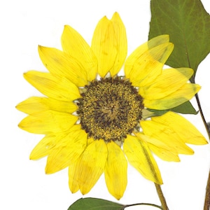Puede incluir: Un girasol prensado con p&eacute;talos amarillos y un centro marr&oacute;n oscuro. La flor est&aacute; montada sobre un fondo blanco.