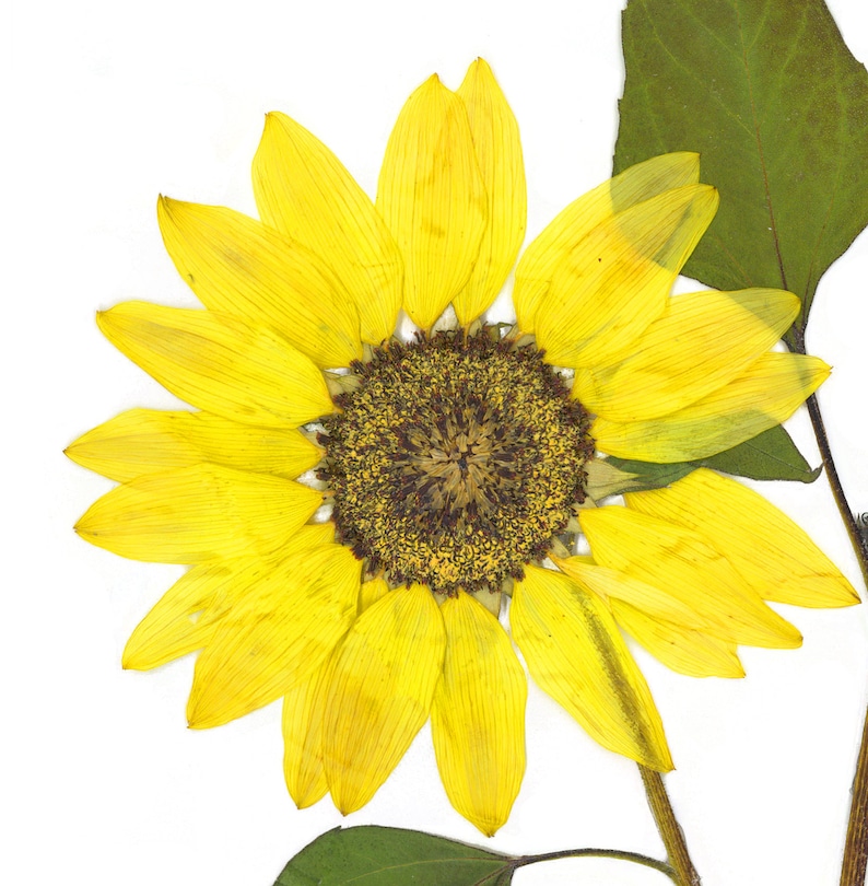 Puede incluir: Un girasol prensado con p&eacute;talos amarillos y un centro marr&oacute;n oscuro. La flor est&aacute; montada sobre un fondo blanco.