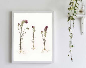 Purple Flowers Print - Indian Paintbrush Botanical Print - Pressed Flower with Roots - Nature Decor - California Wildflowers Art Print