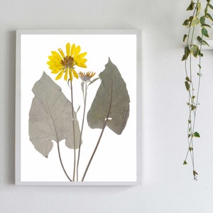 Puede incluir: Una impresión de arte de flores prensadas enmarcada que presenta un girasol amarillo con hojas grises sobre un fondo blanco.