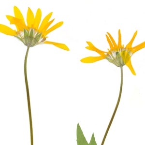 Puede incluir: Dos flores amarillas con tallos largos sobre un fondo blanco. Las flores est&aacute;n mirando hacia atr&aacute;s, mostrando la parte posterior de las cabezas de las flores.