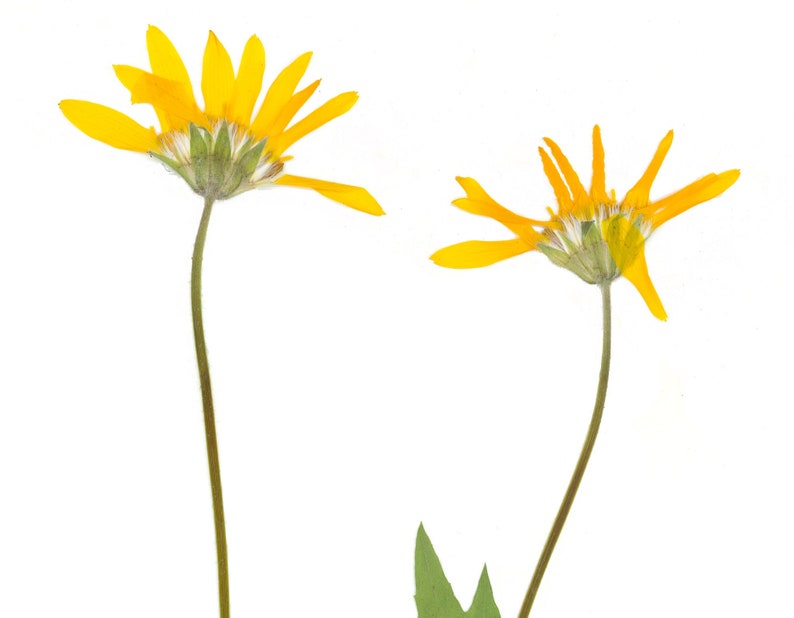 Puede incluir: Dos flores amarillas con tallos largos sobre un fondo blanco. Las flores est&aacute;n mirando hacia atr&aacute;s, mostrando la parte posterior de las cabezas de las flores.