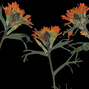 Indian Paintbrush Print Pressed Flower with Black Background 5X7, 8X10, 11X14 or 16X20 Dark Floral Wall Art Glacier Park Montana image 3