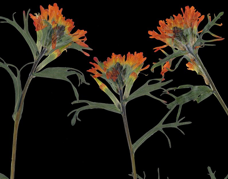 Indian Paintbrush Print Pressed Flower with Black Background 5X7, 8X10, 11X14 or 16X20 Dark Floral Wall Art Glacier Park Montana image 3