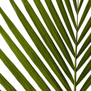 Leaf Print Set Modern Botanical Leaf Print Fern Prints Bamboo Tropical Leaves Green Wall Art Green Leaves Wall Art image 3