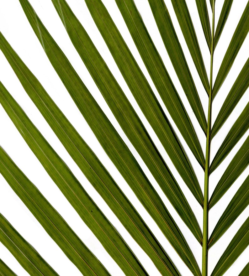 Leaf Print Set Modern Botanical Leaf Print Fern Prints Bamboo Tropical Leaves Green Wall Art Green Leaves Wall Art image 3