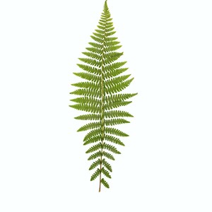 California Ferns Gift Card Set Fern Greeting Cards California Nature Card Gift Set of Notecards California Gift image 4